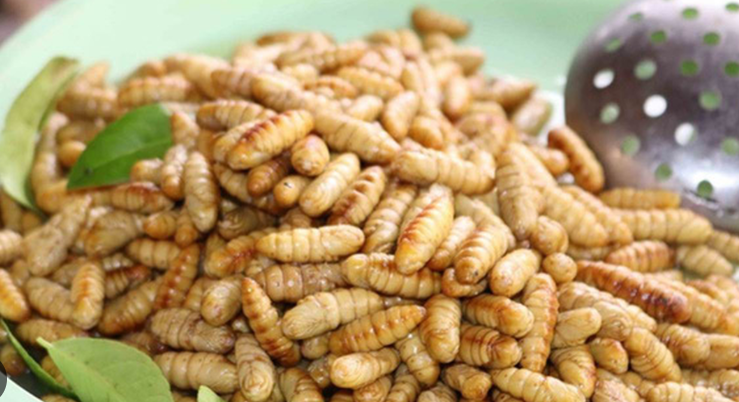 Mơ thấy con nhộng