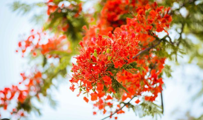 Dự đoán tương lai khi nằm mơ thấy hoa phượng !